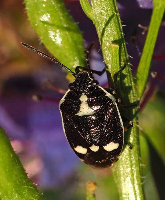 Kohlwanze, Eurydema oleraceum